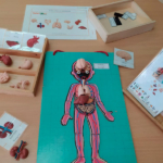 el-cuerp-humano-manipulativo-en-ceip-escriptor-canyis
